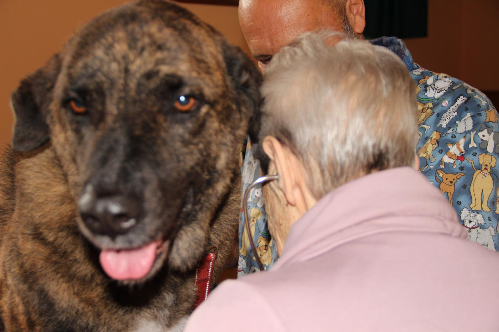 Cane coinvolto negli Interventi Assistiti con Animali