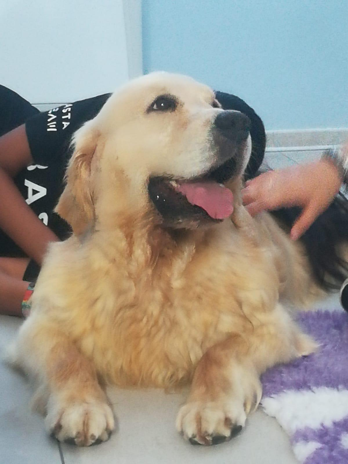 Cane DogBliss per Interventi Assistiti con Animali