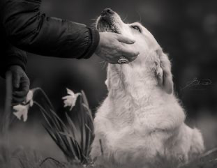 Trauma e Interventi Assistiti con Animali DogBliss