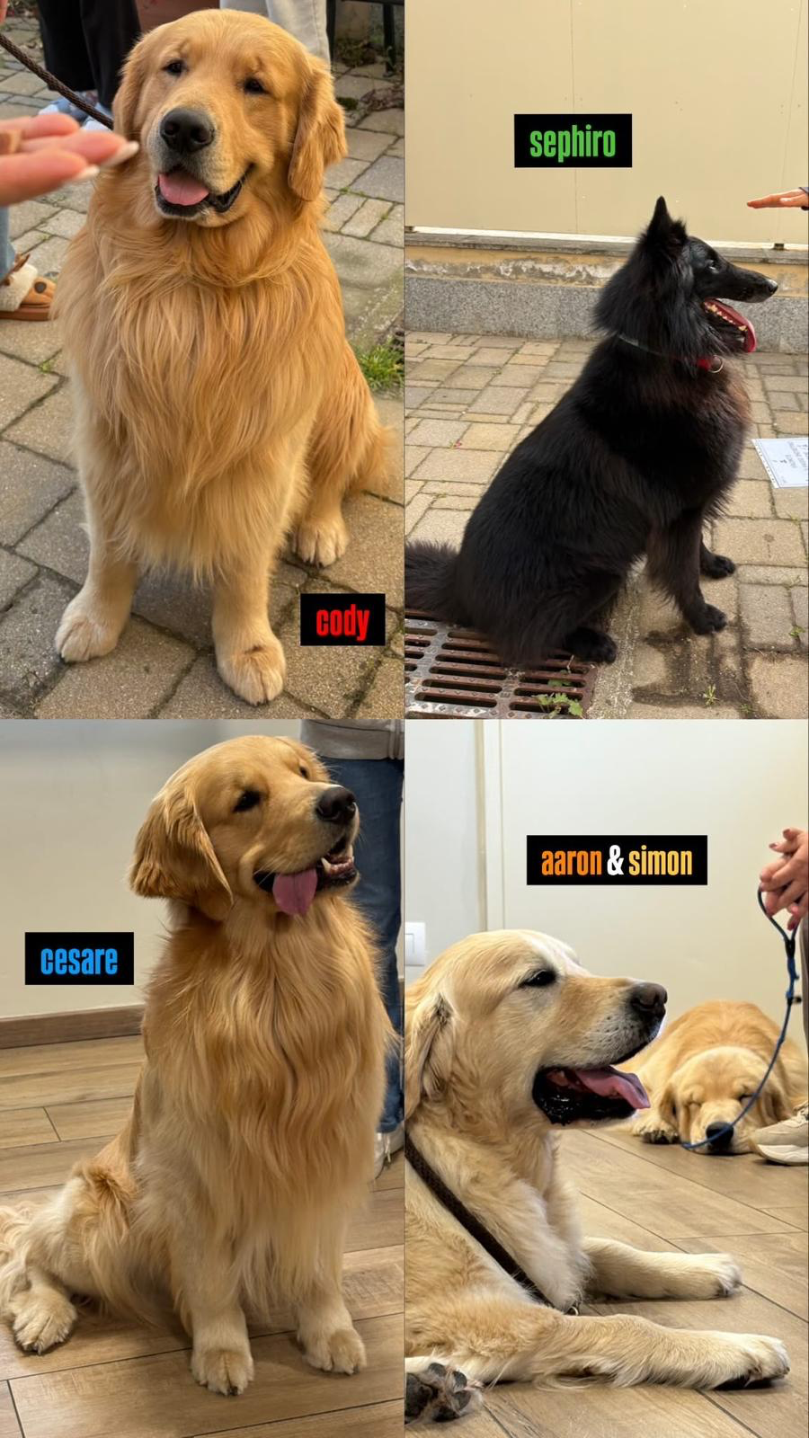 Cani coinvolti nei progetti di ricerca DogBliss