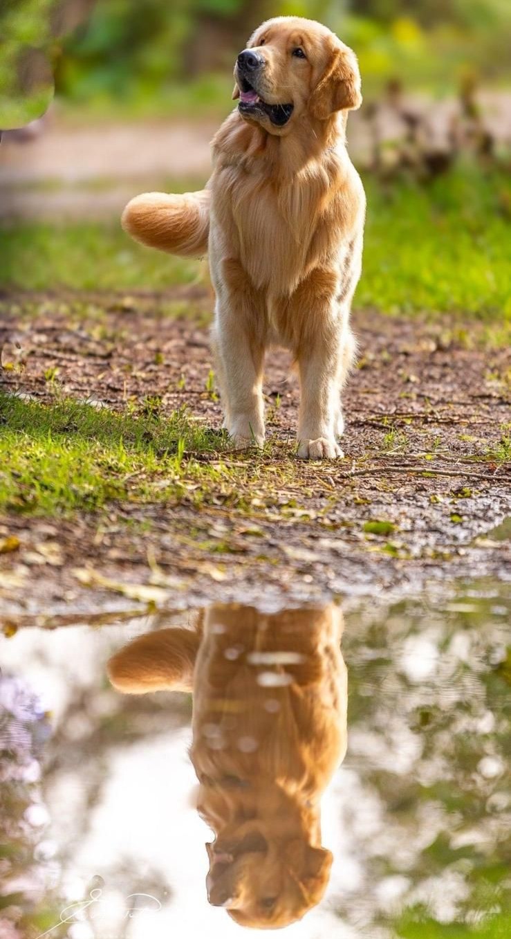Collaborazioni e progetti DogBliss