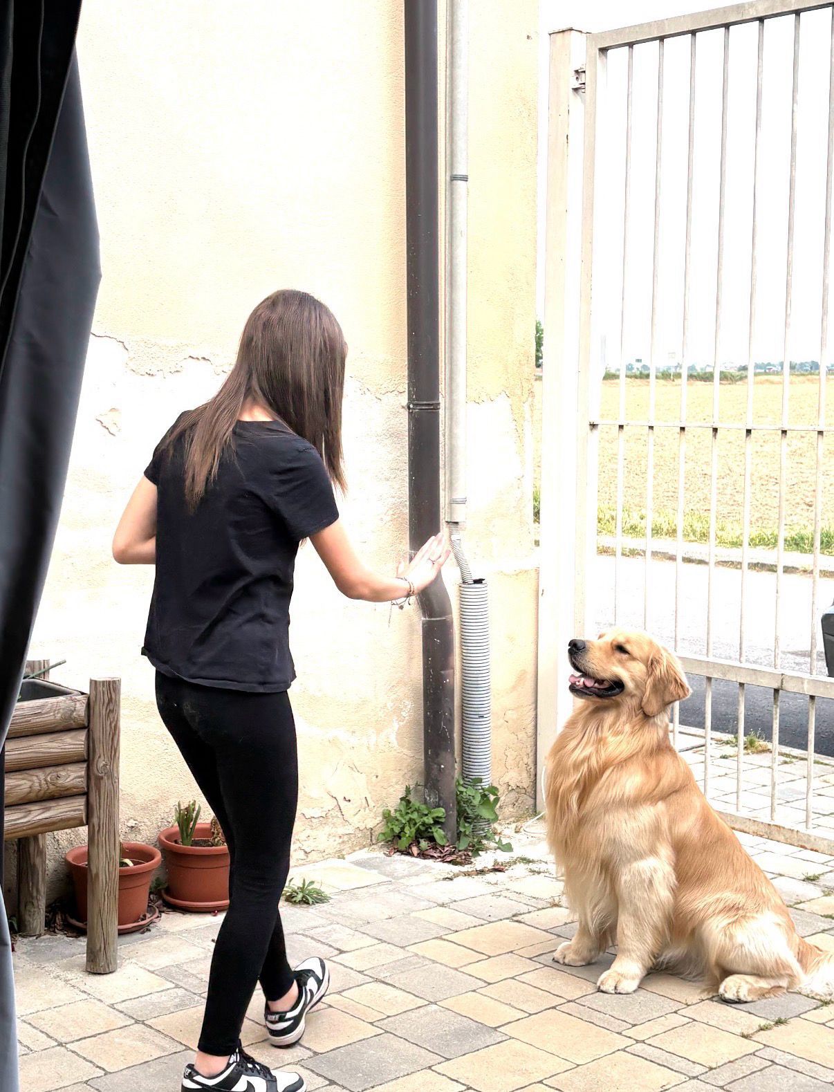 Momento DogBliss