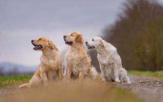Momento DogBliss